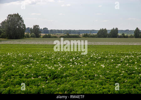 Les plantes de pommes de terre avec des fleurs blanches qui poussent sur le terrain les agriculteurs. Paysage avec la floraison des pommes de terre. Paysage d'été avec champ vert, de bois et de ciel bleu. Banque D'Images