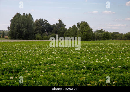 Les plantes de pommes de terre avec des fleurs blanches qui poussent sur le terrain les agriculteurs. Paysage avec la floraison des pommes de terre. Paysage d'été avec champ vert, de bois et de ciel bleu. Banque D'Images