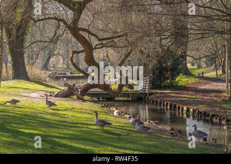 Beaux jardins de Château de Leeds en Angleterre - Kent, Royaume-Uni - 27 FÉVRIER 2019 Banque D'Images