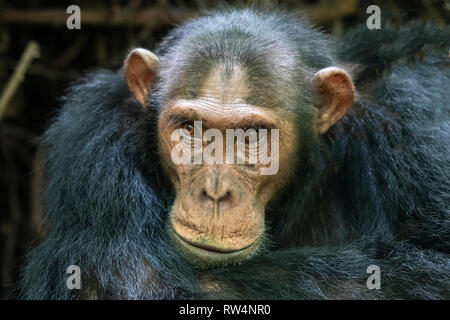 Le chimpanzé, Pan troglodytes, Gorges Kyambura, Queen Elizabeth NP, en Ouganda Banque D'Images