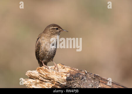 Magnifique portrait de troglodyte mignon (Troglodytes troglodytes) Banque D'Images