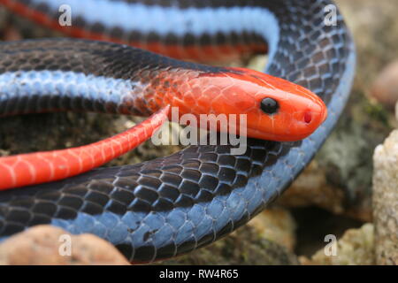 Malayan Blue Coral Snake Banque D'Images