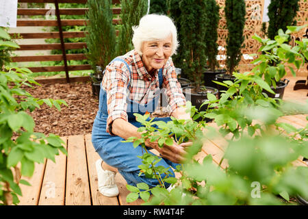 Prendre soin des plantes jardinier senior Banque D'Images