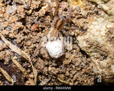 L'araignée femelle avec un cocon. Soin de la progéniture des araignées. Banque D'Images