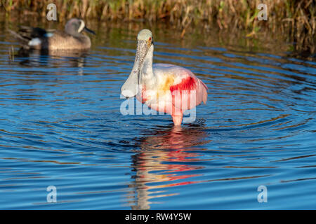 Curieux Oiseau, Spatule rosée, l'alimentation en eau douce piscines et prendre du temps. L'eau est bleue toujours être dérangé par les mouvements de l'oiseau Banque D'Images