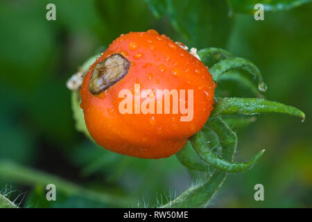 La pourriture apicale sur le mûrissement des tomates Banque D'Images