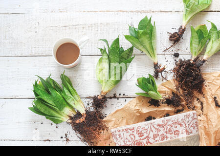 Re-potting sansevieria fleurs sur une table en bois blanc Banque D'Images