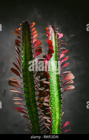 Plante verte close up sur un fond noir Banque D'Images