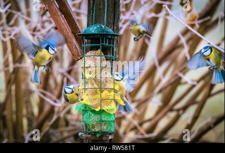 Maison buetits vols à l'alimentation en hiver, l'alimentation des oiseaux bleus Banque D'Images