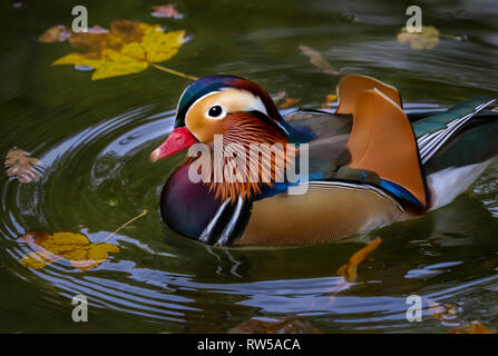 Canard mandarin portrait la natation dans l'étang avec des joints toriques de l'eau Banque D'Images