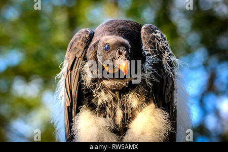 L'enfant Monte Vulture, jeter la peau pour de nouvelles plumes portrait d'oiseaux Banque D'Images