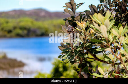 Contexte Le lac Mckenzie Fraser Island, Australie aventure voyage Banque D'Images