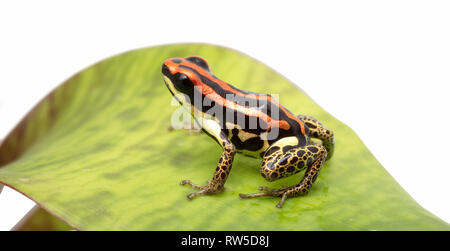 Stiped rouge poison dart frog de la forêt amazonienne, Ranitomeya uakarii golden leggs Banque D'Images