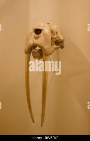 Crâne d'un morse de taureau aux longues dents dans une collection zoologique. Banque D'Images