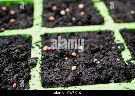 Planter des graines au printemps dans les bacs de jardin Banque D'Images