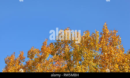 Birch tree tops en automne, feuilles jaunes contrastant avec ciel bleu (espace pour texte en partie supérieure) Banque D'Images