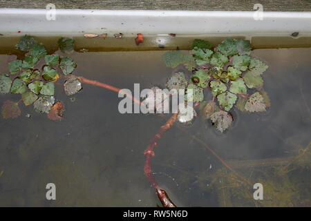 Trapa natans flottant sur l'eau Banque D'Images