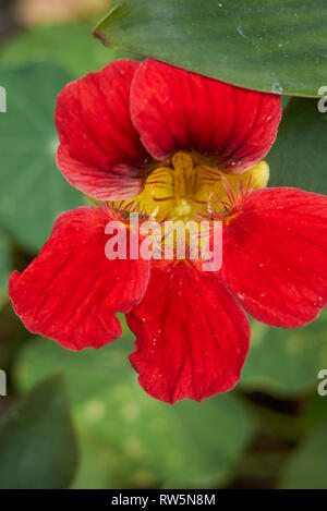 Tropaeolum majus Banque D'Images