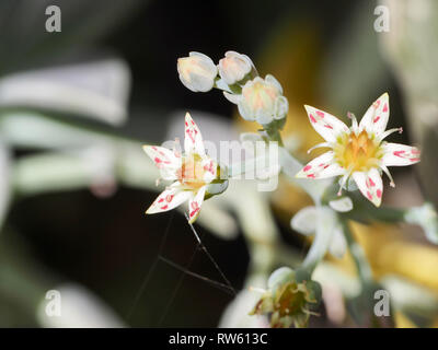 Fleurs en étoile Banque D'Images