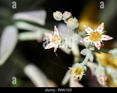 Fleurs en étoile Banque D'Images