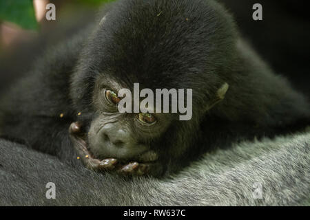 Bébé gorille de montagne, Gorilla beringei beringei, Bwindi Impenetrable National Park, Uganda Banque D'Images