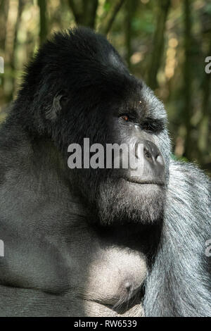 Dos argenté, gorille de montagne, Gorilla beringei beringei, Mgahinga Gorilla National Park, de l'Ouganda Banque D'Images