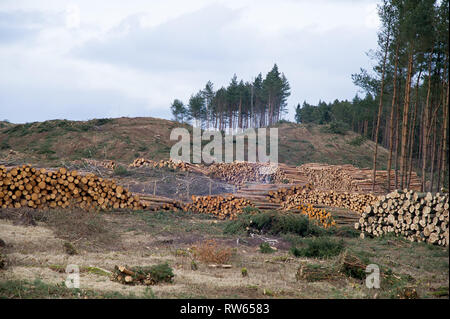 Réduire la forêt pour construire un canal sur le Vistula Spit pour connecter port d'Elblag et la lagune de la Vistule avec Mer Baltique sans transiter par la Fédération de Strait o Banque D'Images