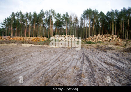 Réduire la forêt pour construire un canal sur le Vistula Spit pour connecter port d'Elblag et la lagune de la Vistule avec Mer Baltique sans transiter par la Fédération de Strait o Banque D'Images