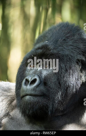 Dos argenté, gorille de montagne, Gorilla beringei beringei, Mgahinga Gorilla National Park, de l'Ouganda Banque D'Images