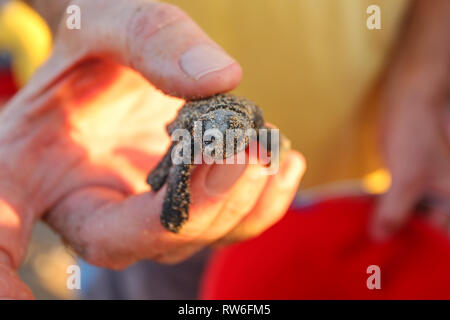 Tenir la main de bénévolat tortues fraîchement écloses, toujours couverte par le sable du nid où il était ; il y a quelques secondes sur le point d'être libéré à la mer. Banque D'Images