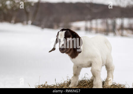 Repéré Boer Goat kid avec Lop oreilles se dresse sur une balle de foin dans l'hiver avec de la neige Banque D'Images