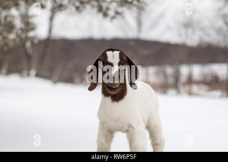 Repéré Boer Goat kid avec Lop oreilles dans la neige Banque D'Images