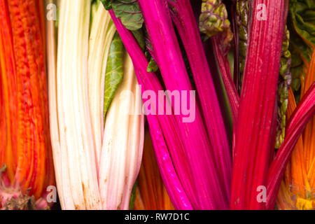 La bette à carde colorés sur l'écran pour l'utilisation en cuisine de restaurant Banque D'Images