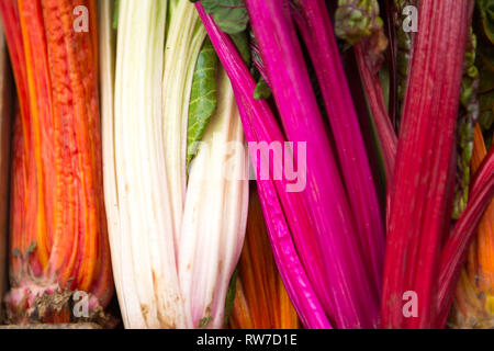 La bette à carde colorés sur l'écran pour l'utilisation en cuisine de restaurant Banque D'Images