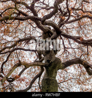 Low Angle View of Cutleaf Japanese Maple Tree avec feuilles d'Oranger Banque D'Images