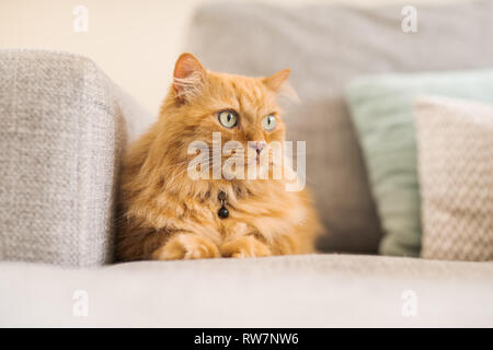 Beaux Cheveux longs gingembre cat allongé sur le canapé, un jour ensoleillé à la maison Banque D'Images