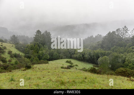 Vues brumeux de pins et de collines du sentier du soleil à Mill Valley. Banque D'Images
