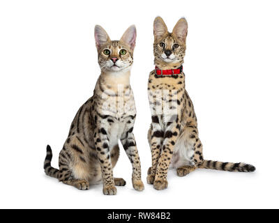 Jeune adulte Cool Cat F1 Savannah et serval chaton, assis du côté de la moitié des moyens face à l'avant. En regard à la caméra avec les yeux verts. Isolé sur blanc retour Banque D'Images