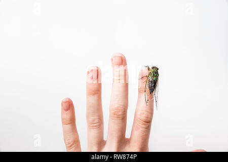 Vue d'une personne avec une main​ la cigale verte (Cicadoidea) devant un fond blanc. Banque D'Images