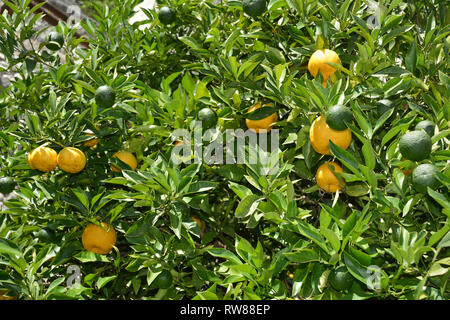 Les agrumes dans le citron serre à Limone sul Garda, sur le lac de Garde - Italie. Banque D'Images