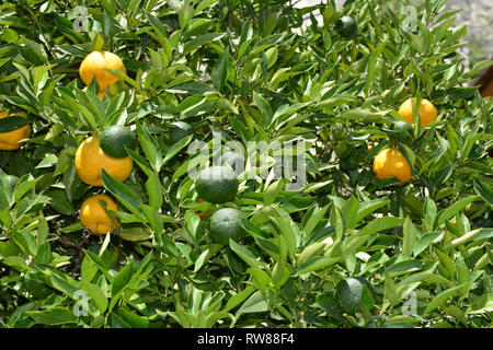 Les agrumes dans le citron serre à Limone sul Garda, sur le lac de Garde - Italie. Banque D'Images