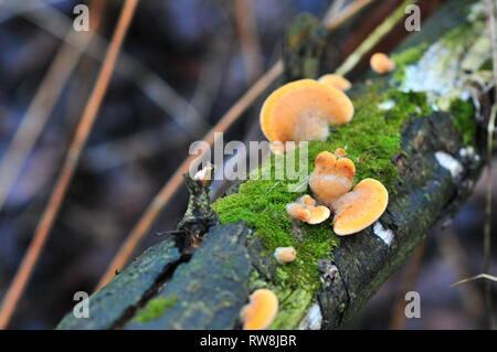 Noms communs : sulphureus, crabe sont des bois, soufre polypore, du soufre, du plateau et de poulet des bois. Banque D'Images