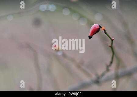 D'églantier Dog rose (rosa canina) originaire d'Europe au début du printemps. Banque D'Images