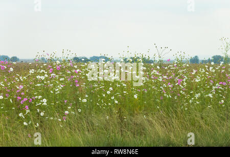 Fond d'arrière-plan ou de fleurs cosmos rose et bordure blanche croissant sur le côté de la route ou route de nature sauvage en Afrique du Sud à l'automne Banque D'Images