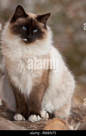 Fluffy blue-eyed siamese cat posing Banque D'Images