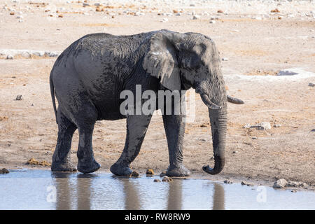 L'éléphant africain (Loxodonta africana) Banque D'Images