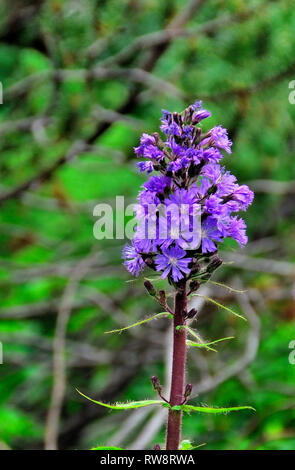 Dactylorhiza maculata, connu sous le nom de heath spotted-orchid ou moorland repéré orchid, est une plante herbacée vivace appartenant à la famille des orchidacées. Il est répandu dans les régions montagneuses à travers une grande partie de l'Europe du Portugal et de l'Islande à l'est de la Russie. . Il se trouve aussi dans l'Algérie, le Maroc et l'ouest de la Sibérie. Banque D'Images