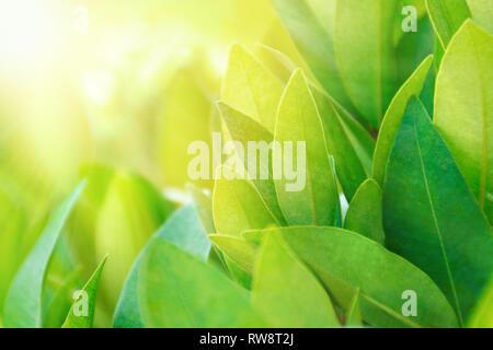 Les feuilles de thé des plantations dans la lumière du soleil de poutres apparentes. Thé vert frais bush. Nature design de bannières, nature background concept. Banque D'Images