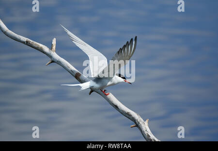 La sterne pierregarin (Sterna hirundo) de l'ampleur tout en restant assis sur une branche d'arbre. Bel oiseau blanc au-dessus de l'eau bleu d'un lac. Banque D'Images