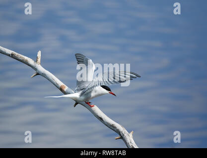 La sterne pierregarin (Sterna hirundo) de l'ampleur tout en restant assis sur une branche d'arbre. Bel oiseau blanc au-dessus de l'eau bleu d'un lac. Banque D'Images